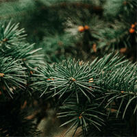 Nærbilde av douglasgran