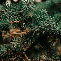 Nærbilde av furu