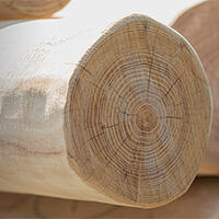 Nærbilde av Robinia