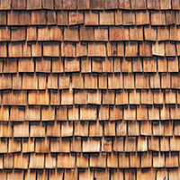 Nærbilde av sedertre