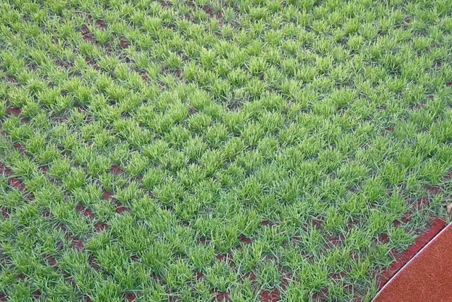 Gressarmeringsheller 210 L100 x B100 x H6,5 cm, Grønn 