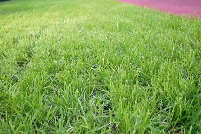 Gressarmeringsheller 210 L100 x B100 x H6,5 cm, Grønn 