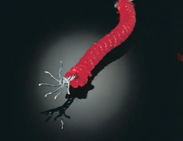 Midi klatrepyramide L620 x B620 x H350 cm 