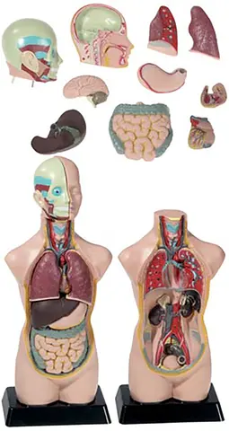 Mini-torso H50 cm, 11 deler