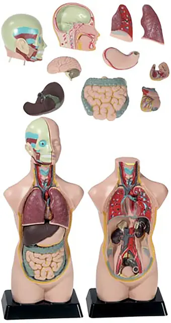 Mini-torso H50 cm, 11 deler 