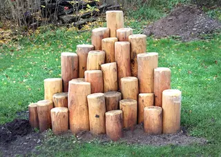 Core robinia stubbepyramide