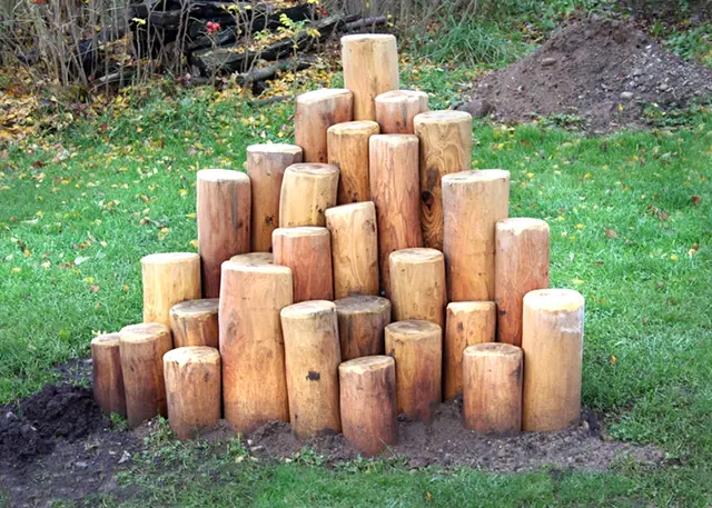 Core robinia stubbepyramide 