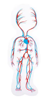 Puslespill lag-på-lag kroppen jente 28 brikker