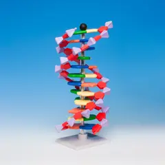 DNA modell elevsett