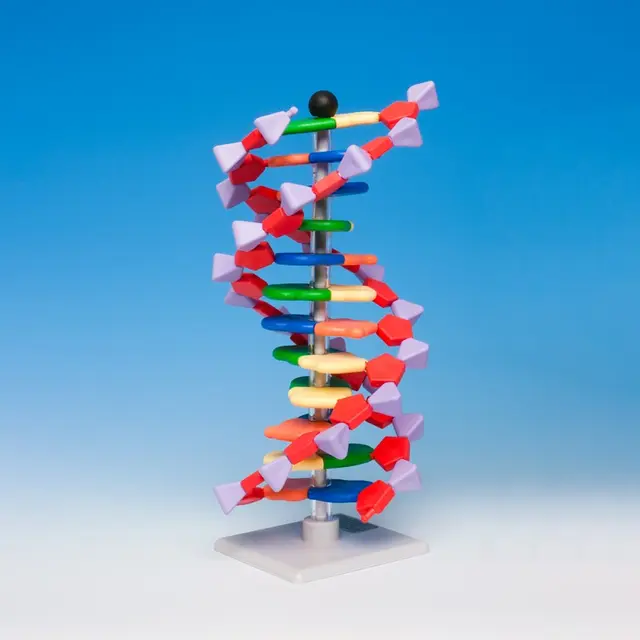 DNA modell elevsett 