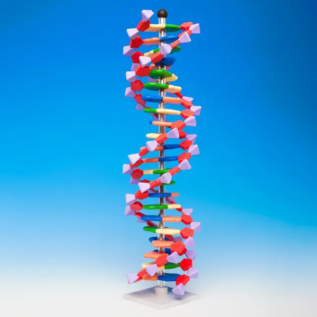 DNA modell dobbelsprial 