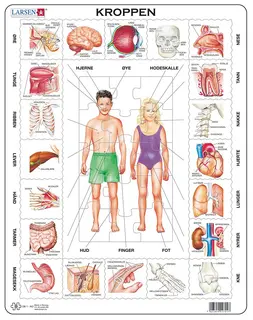 Puslespill kroppen vår 35 brikker