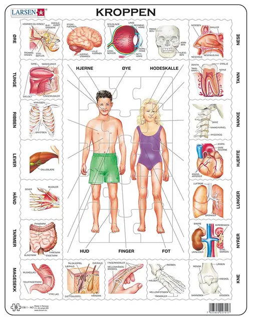 Puslespill kroppen vår 35 brikker 
