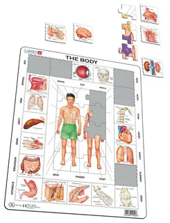 Puslespill kroppen vår 35 brikker