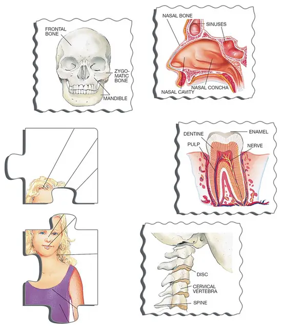 Puslespill kroppen vår 35 brikker 