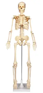 Skjelett på stativ H80 cm