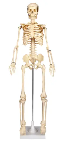 Skjelett på stativ H80 cm