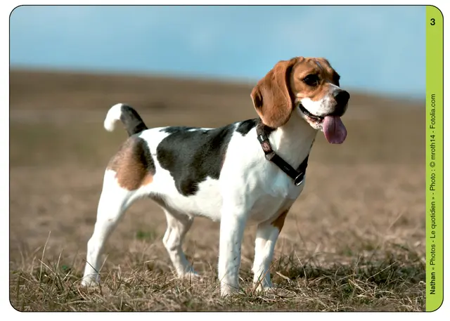 Fotokort dagligliv 48 stk 