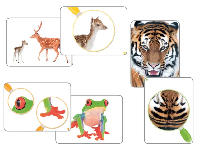 Fotokort Zoom dyr 64 dobbeltsidige kort 