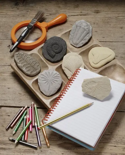 Fossiler i stein 8 stk 