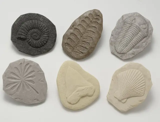 Fossiler i stein 8 stk 