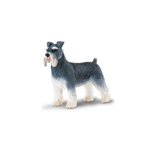 Hund schnauzer Voksen 