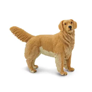 Hund golden retriver Voksen