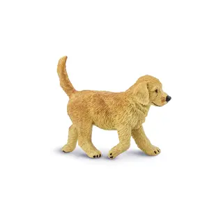 Hund golden retriver Valp
