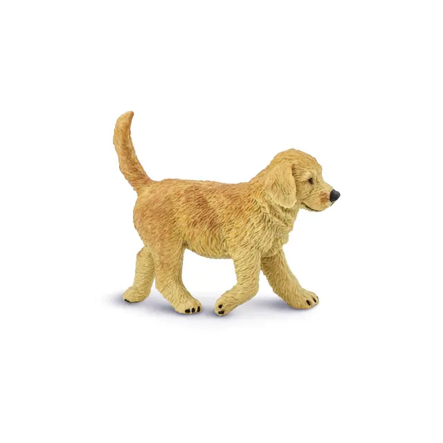 Hund golden retriver Valp 