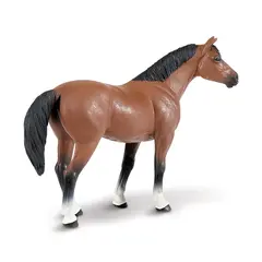Hest quarter Mørkbrun
