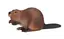 Nordiske dyr bever