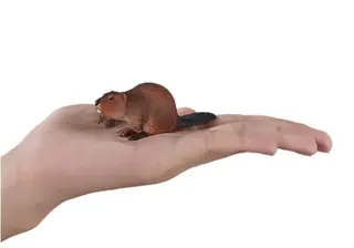 Nordiske dyr bever
