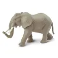 Eksotiske dyr elefant Voksen