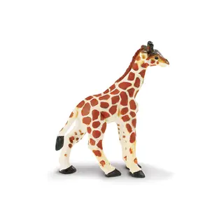 Eksotiske dyr sjiraff Baby