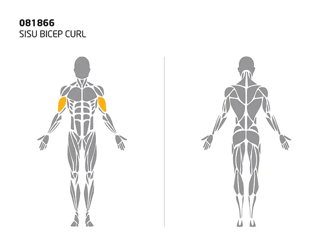 SISU biceps curl L230 x B68 x H150 cm 