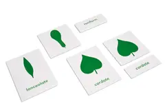 Botany Cabinet: Nomenclature Cards