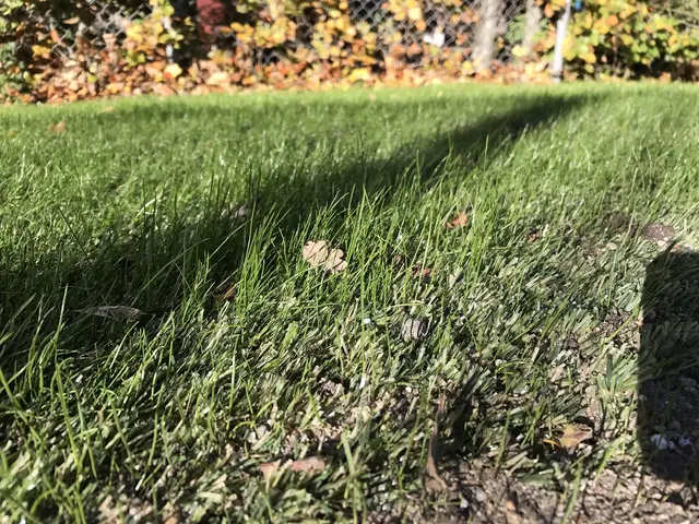 Green Hybrid 32 Rull B200 x L2000 cm, pris per m² 